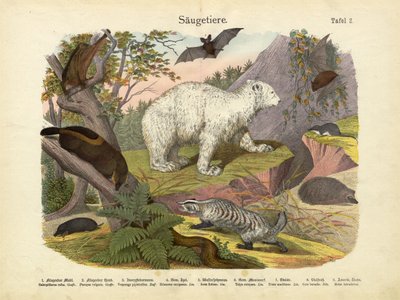 Mammals, c.1860 by German School